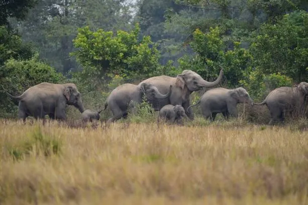 Assam